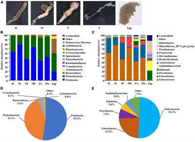Composition and diversity of gut microbiota across developmental stages of Spodoptera frugiperda and its effect on the reproduction